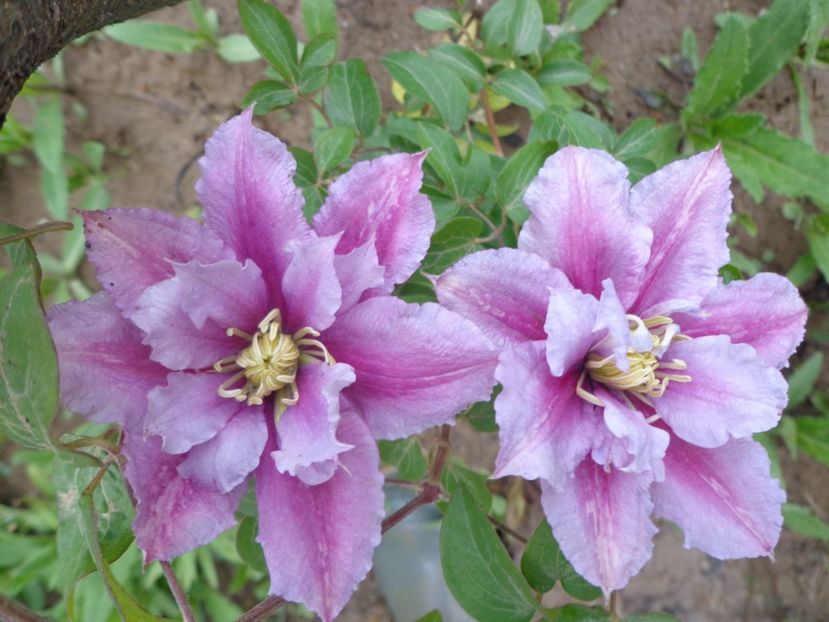  - FLORI DE GRADINA 2017