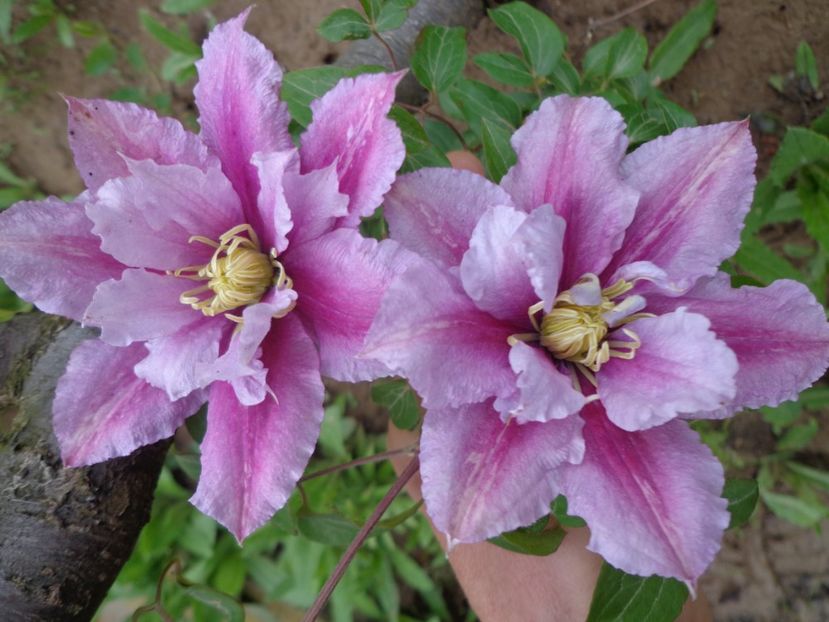  - FLORI DE GRADINA 2017