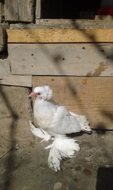  - PUI URIAS MAGHIARI 2017