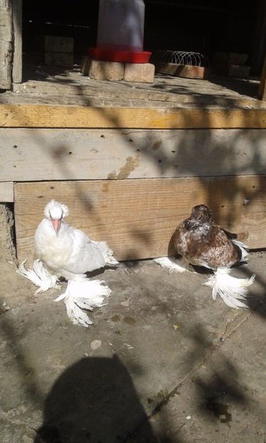  - PUI URIAS MAGHIARI 2017