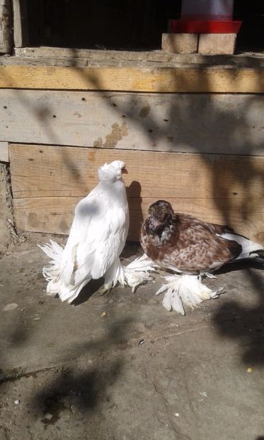  - PUI URIAS MAGHIARI 2017