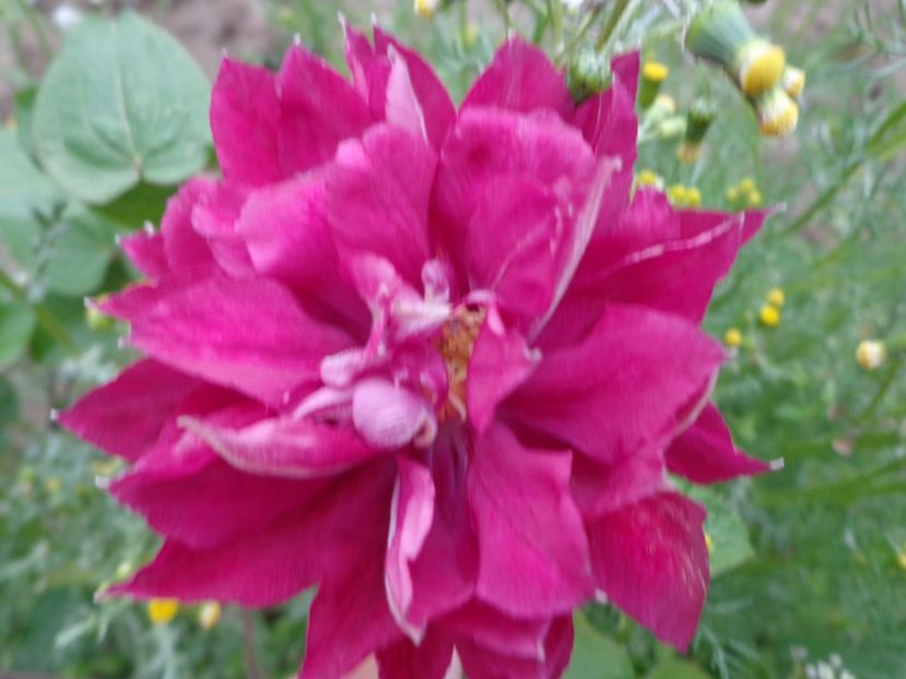  - FLORI DE GRADINA 2017