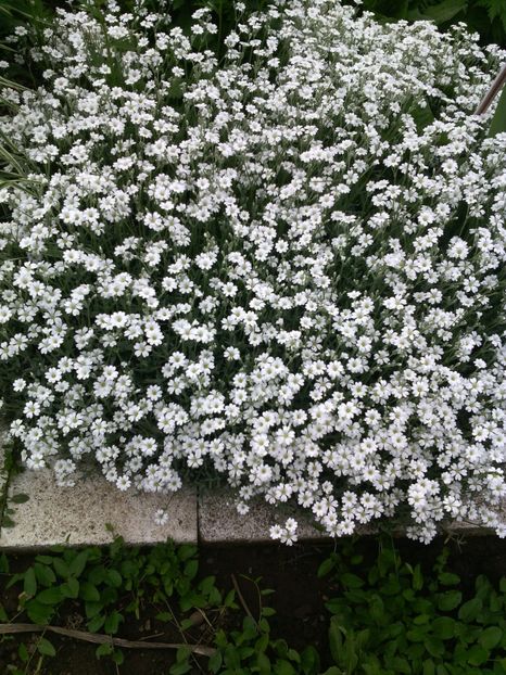 cerastium - 01-Flori din curtea mea 2017