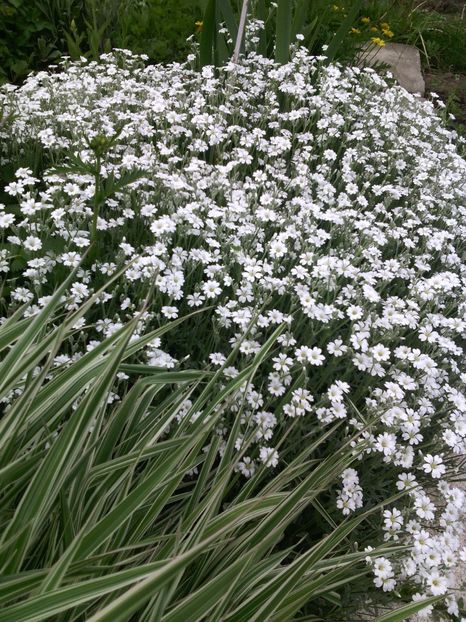  - 01-Flori din curtea mea 2017