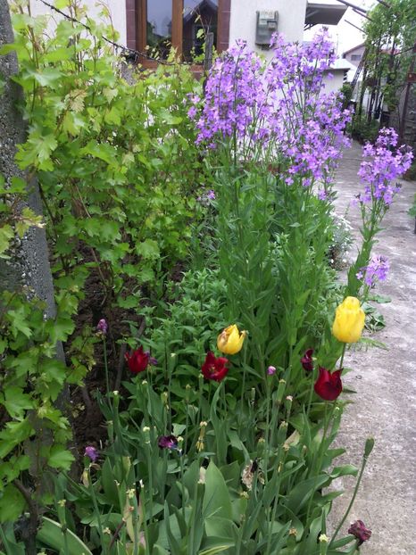  - 01-Flori din curtea mea 2017