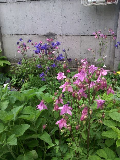  - 01-Flori din curtea mea 2017