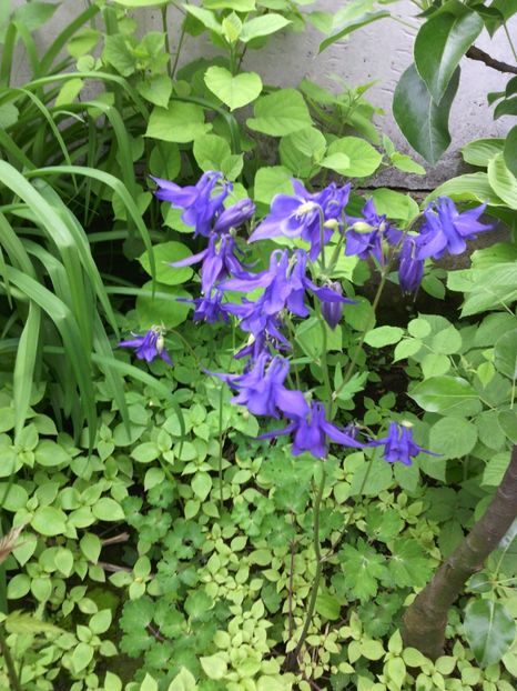  - 01-Flori din curtea mea 2017