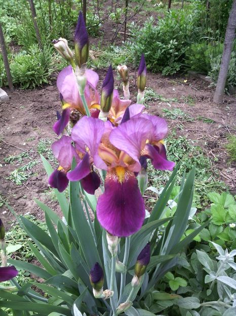  - 01-Flori din curtea mea 2017