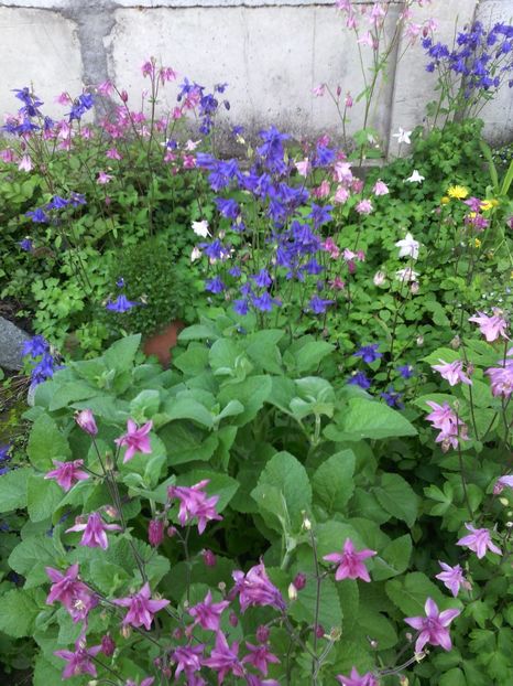 caldaruse - 01-Flori din curtea mea 2017