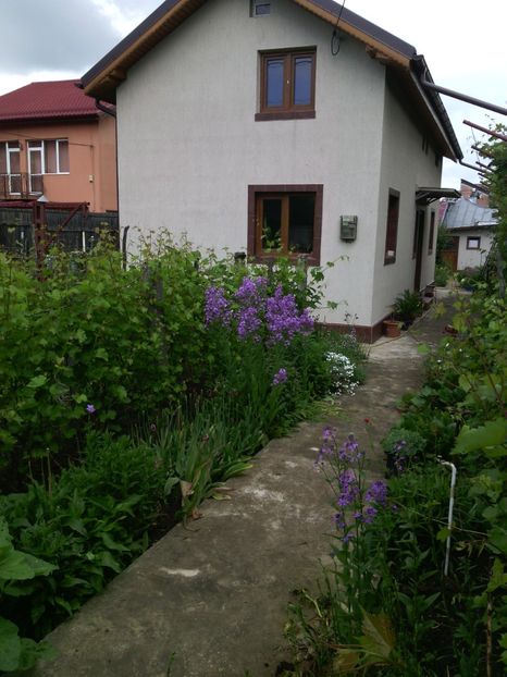  - 01-Flori din curtea mea 2017