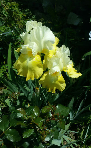 tmp_21037-20170518_123901-1-2088104839 - irisi 2017