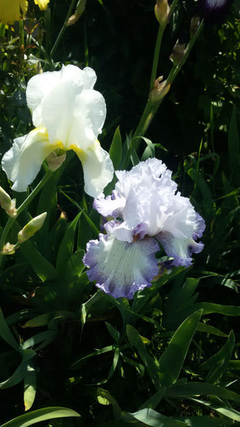 tmp_21037-20170518_101200622429608 - irisi 2017