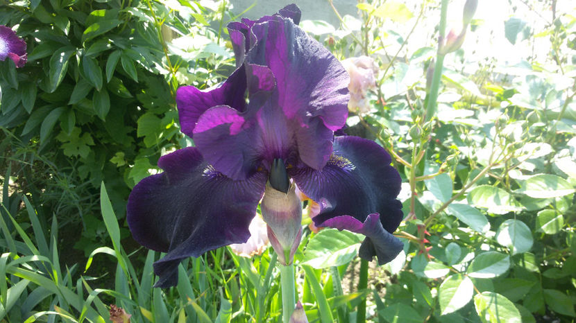 tmp_21037-20170518_101118970893364 - irisi 2017