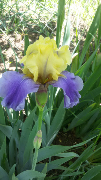 tmp_21037-20170517_124634445044591 - irisi 2017