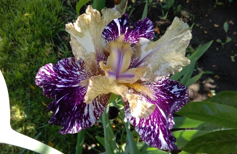 Gnus Flash, prima inflorire, plantat 2015 :)) - 2017 irisi