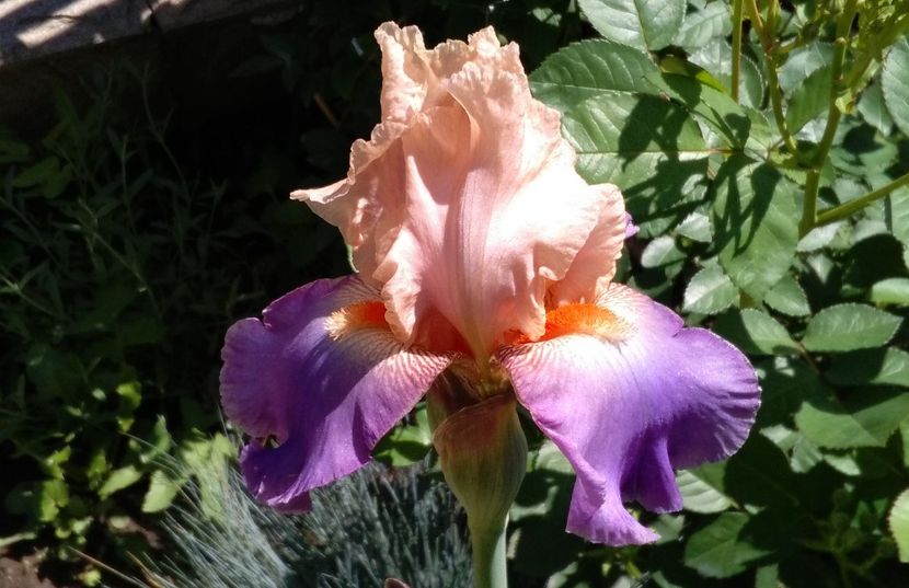 Poem of Extasy - 2017 irisi