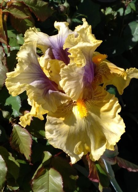 Secret Rites - 2017 irisi