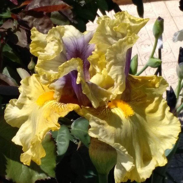 Secret Rites - 2017 irisi