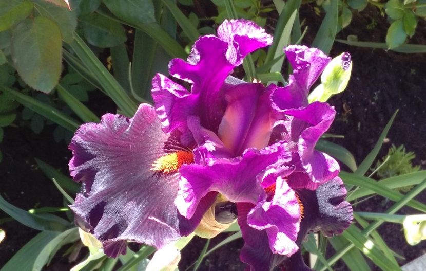 Black magic woman - 2017 irisi