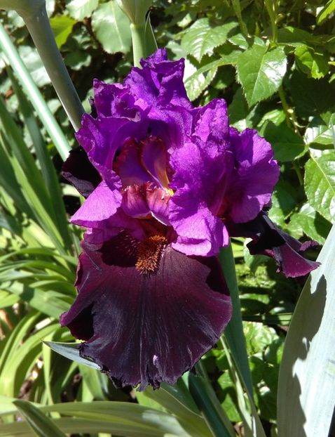 Im Back - 2017 irisi