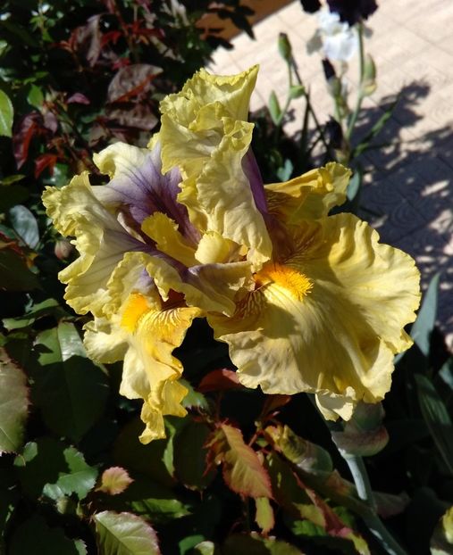 Secret Rites - 2017 irisi