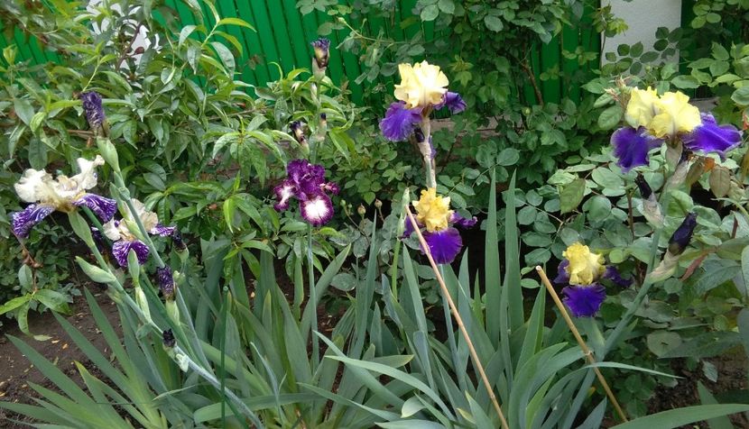 Gnus Flash+select circle+Jurassic Park - 2017 irisi