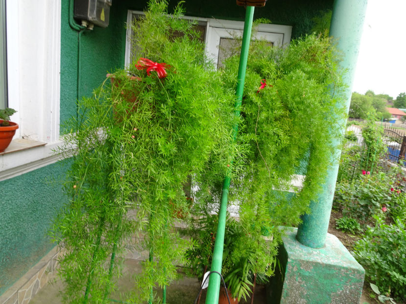  - ASPARAGUS DE GHIVECI