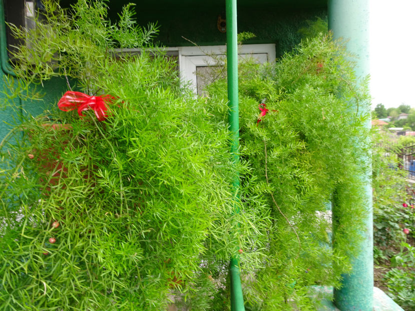  - ASPARAGUS DE GHIVECI