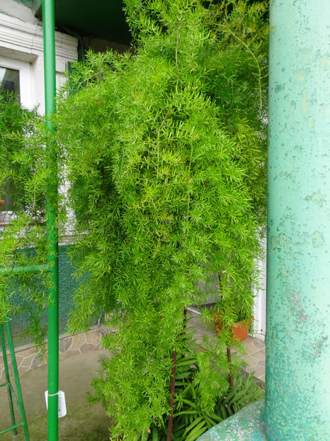  - ASPARAGUS DE GHIVECI