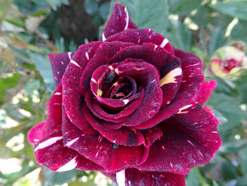  - Dimov nr 19 Hocus Pocus