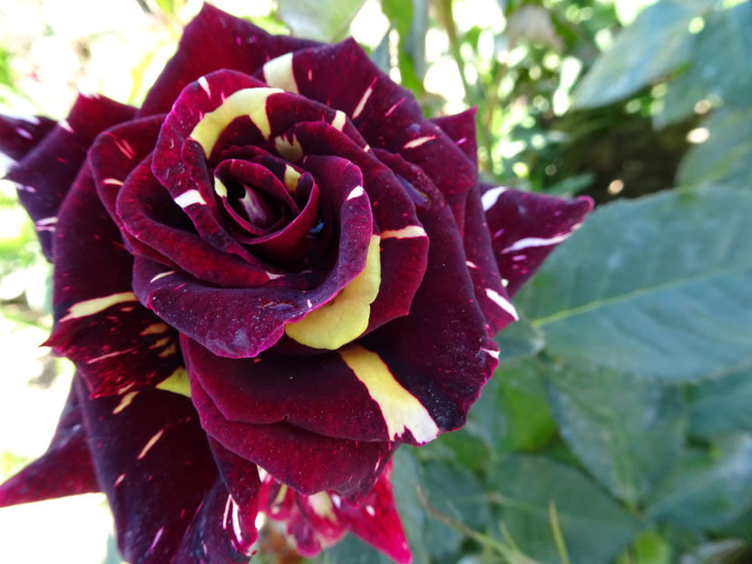  - Dimov nr 19 Hocus Pocus