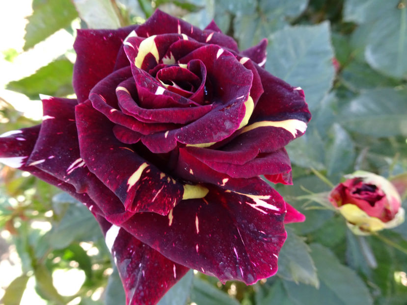  - Dimov nr 19 Hocus Pocus