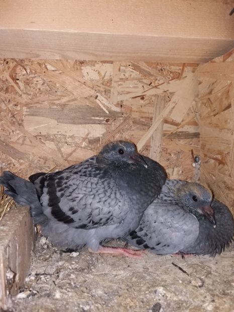  - Pui de Voiajori 2017