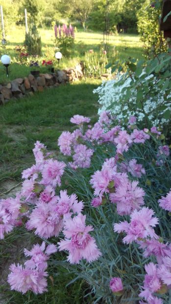  - Flori de primavara 2017