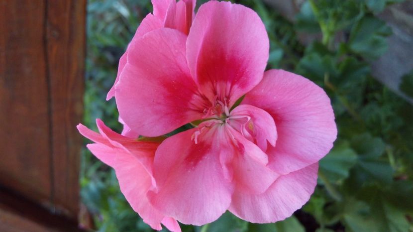  - Flori de primavara 2017