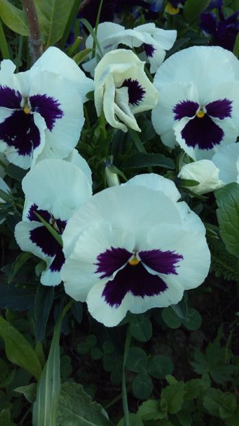  - Flori de primavara 2017