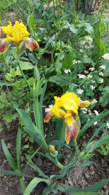  - Flori de primavara 2017