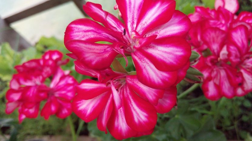  - Flori de primavara 2017