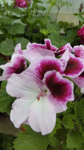  - Flori de primavara 2017