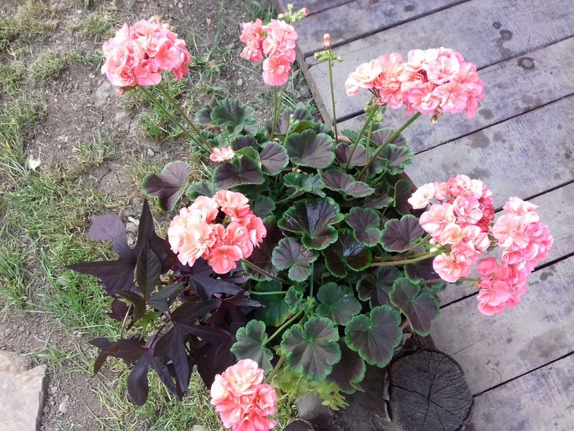 Muscate cu frunze negre - muscate