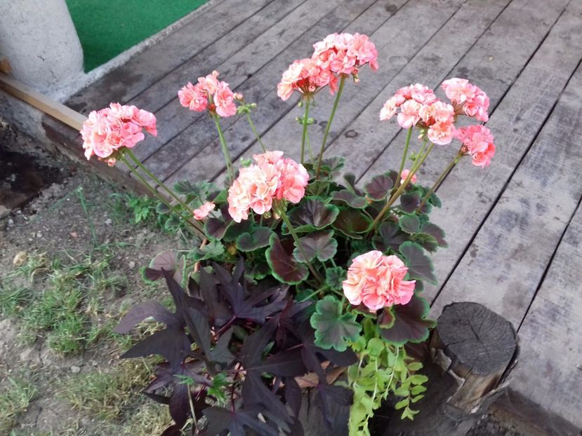 În aranjament cu ipomoea și lizinca - muscate