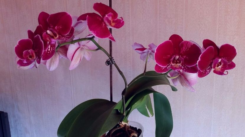 2017-05-18 10.07.20 - florii