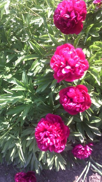 17.05.018 - Flori de gradina 2017