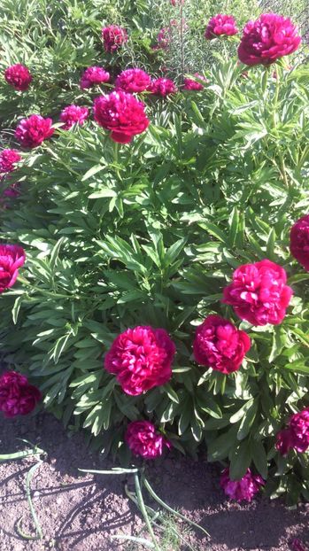  - Flori de gradina 2017