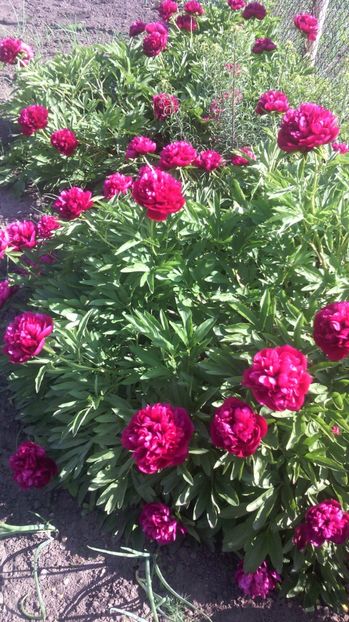  - Flori de gradina 2017