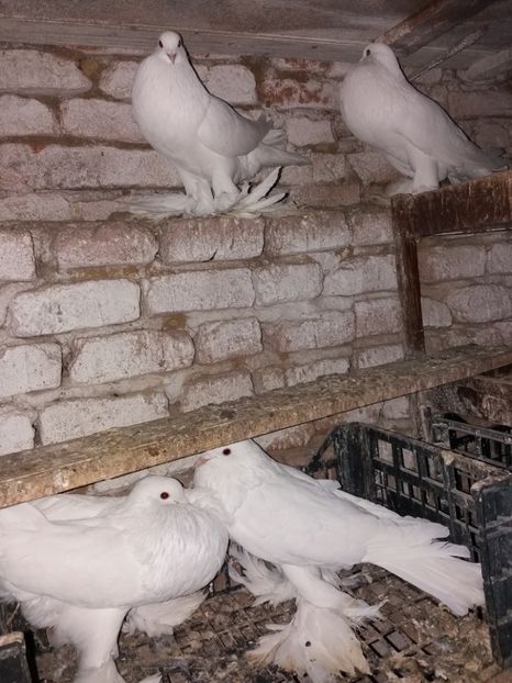  - Gusat de Pomerania alb