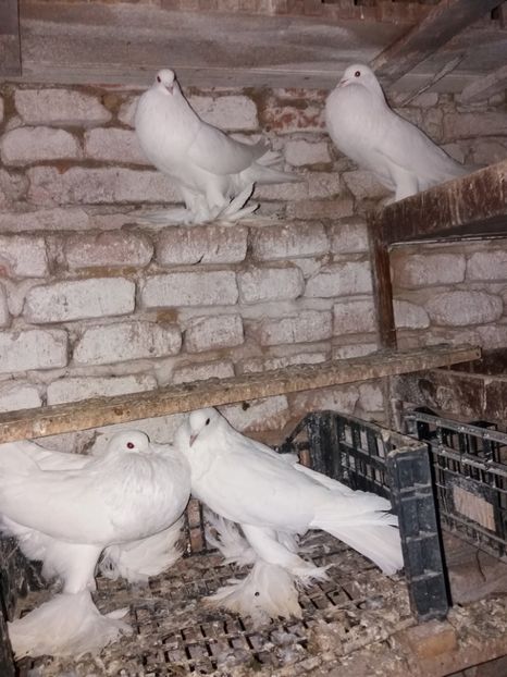  - Gusat de Pomerania alb