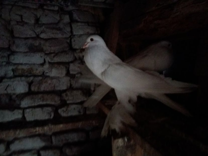  - Gusat de Pomerania alb