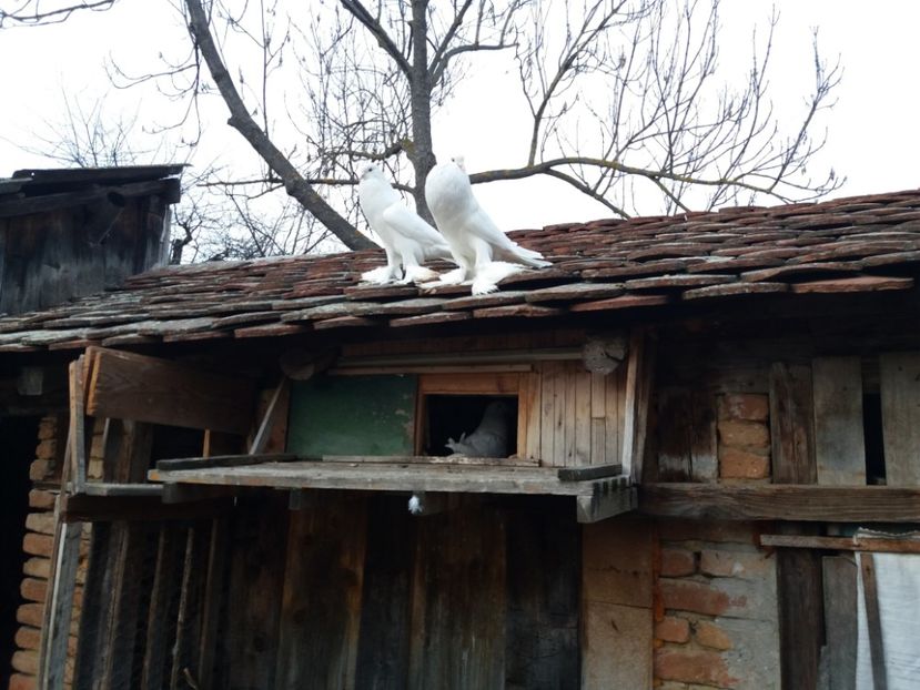  - Gusat de Pomerania alb