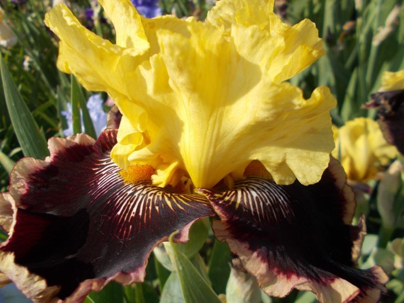  - Irisi-2017 Barbata Elatior si Intermedia